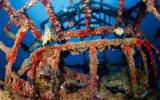 淺談海洋石油退役平臺造礁與海洋牧場建設