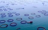 索安寧：海洋牧場海域使用管理問題初探