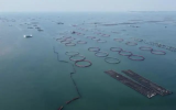 廣西計(jì)劃新增深遠(yuǎn)海養(yǎng)殖水體300萬立方米 加快建設(shè)海洋牧場(chǎng)步伐