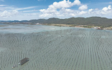 福建東山：信用“串聯(lián)”金融活水涌動海洋產(chǎn)業(yè)